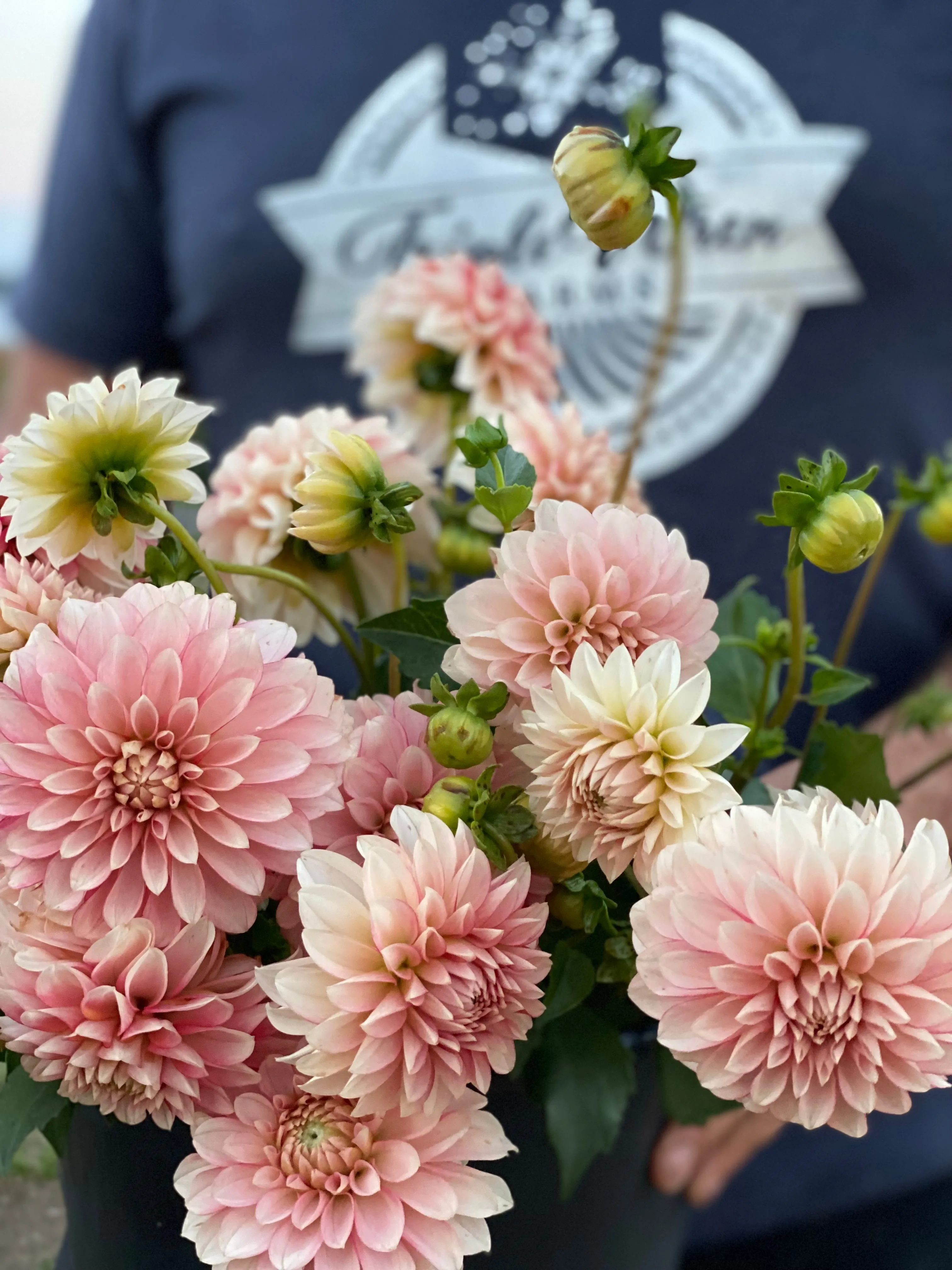 KA's™ Mocha Jo Dahlia Plant: Rooted cutting