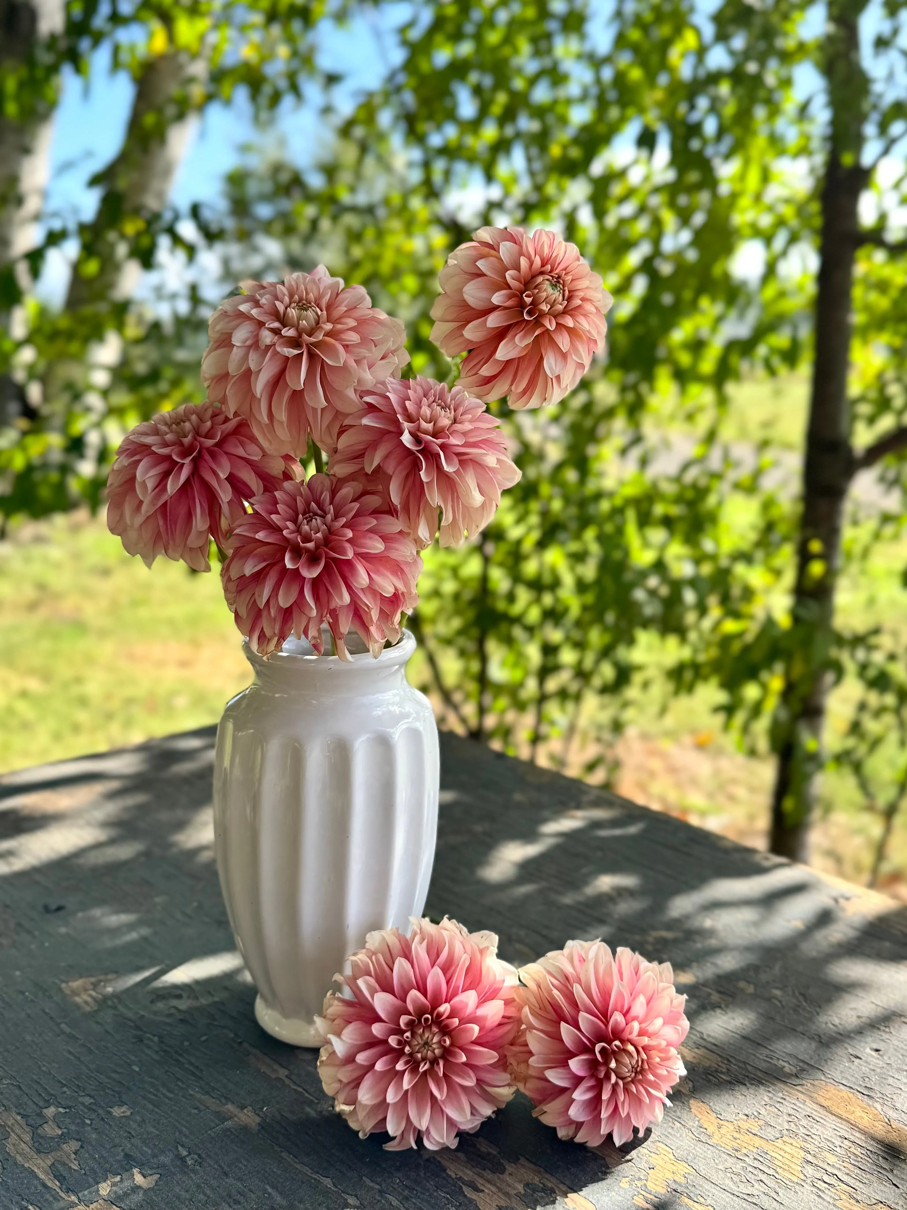 KA's™ Mocha Jo Dahlia Plant: Rooted cutting