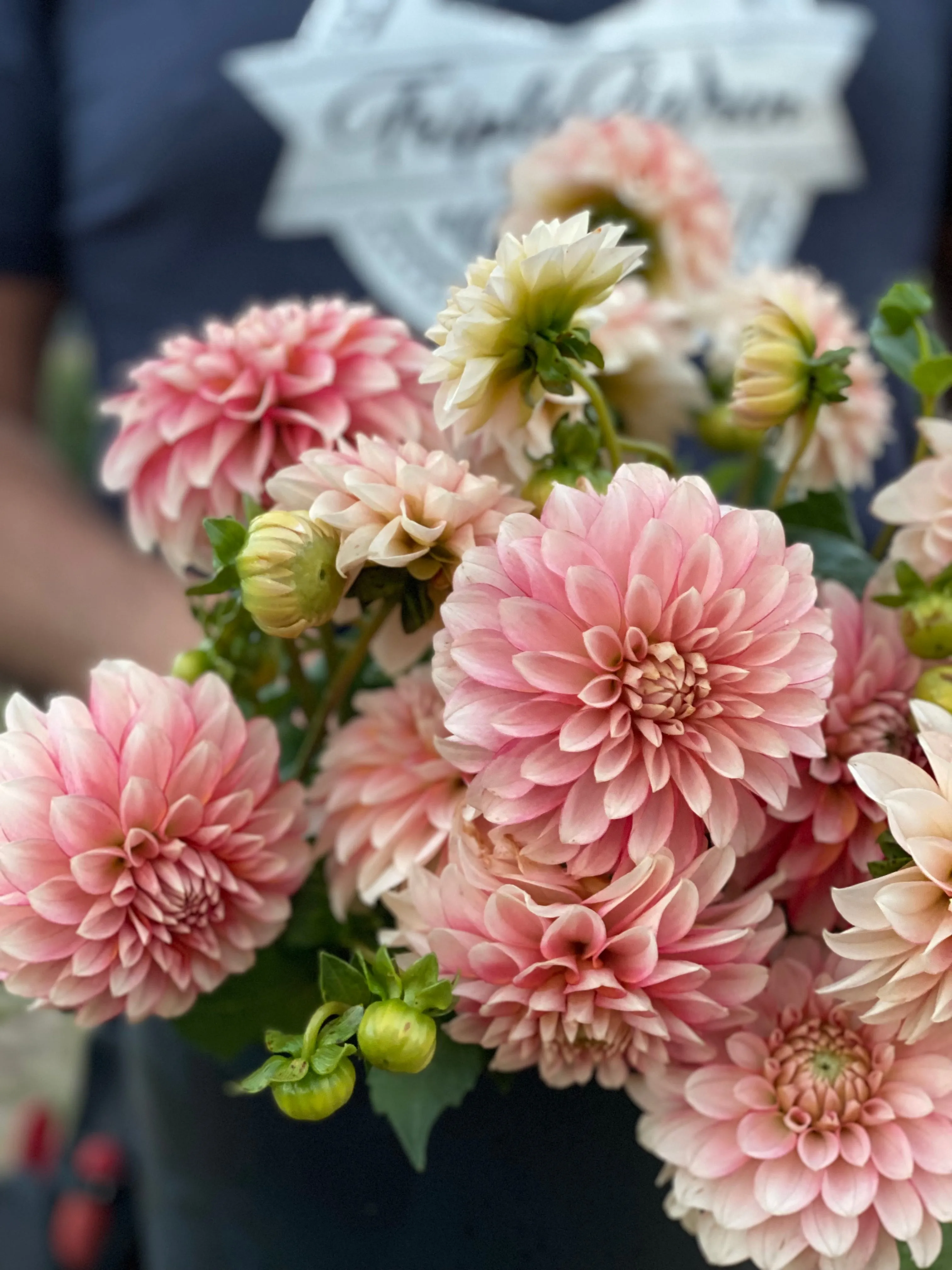 KA's™ Mocha Jo Dahlia Plant: Rooted cutting